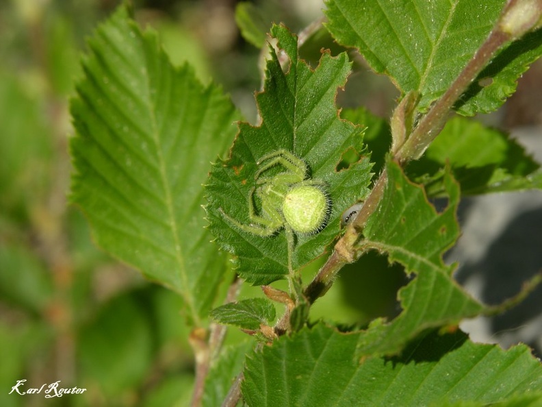 Behaarte Krabbenspinne - Green Hairy Crab Spider (Heriaeus hirtus)
Foto: Karl Reuter
Ort:
Kamera: Nikon D90, Nikkor 105VR 1:2,8 spinne 23.jpg